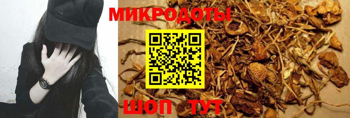 Псилоцибиновые грибы Psilocybe Шелехов